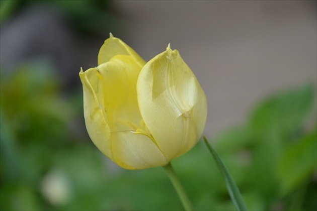 tulipan