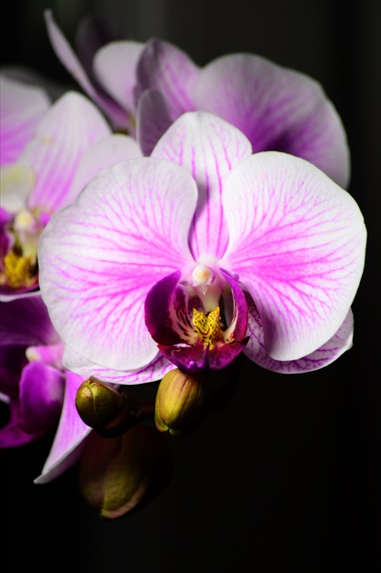 Orchidejka