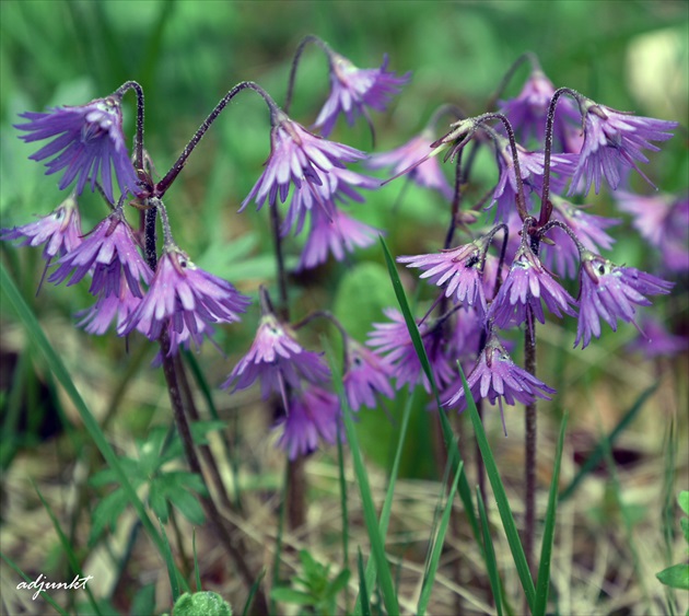 ...soldanella montana...