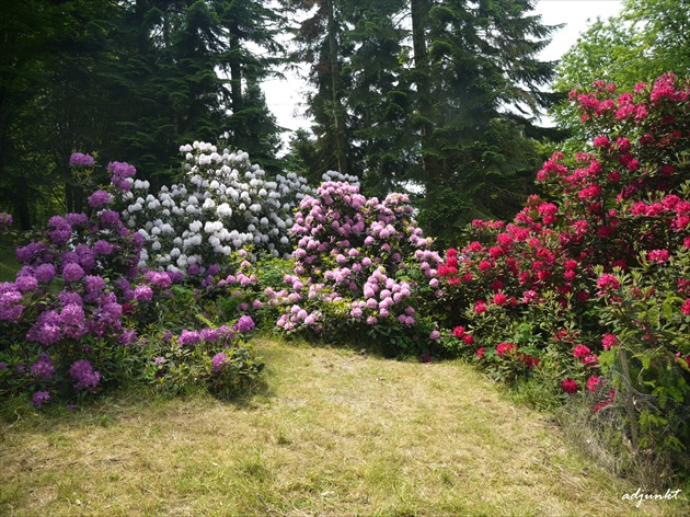 ...v kráľovstve rododendronov...