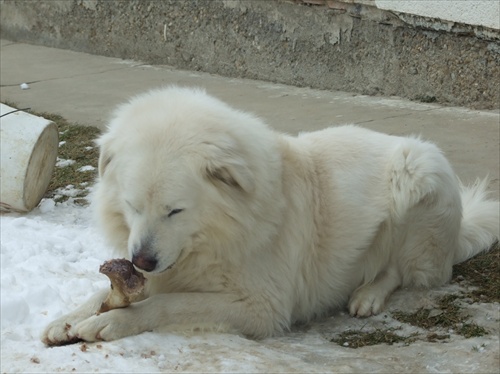 Pochutnavanie na kosti