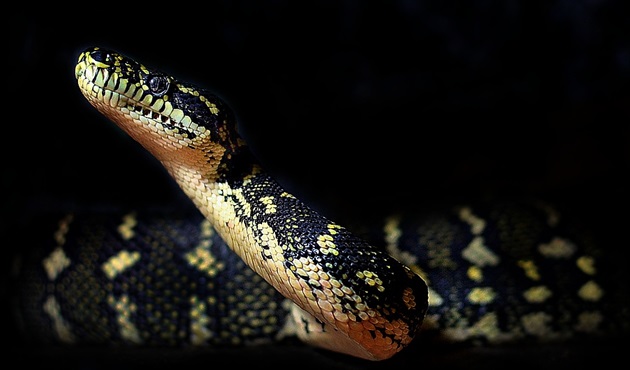 morelia spilota