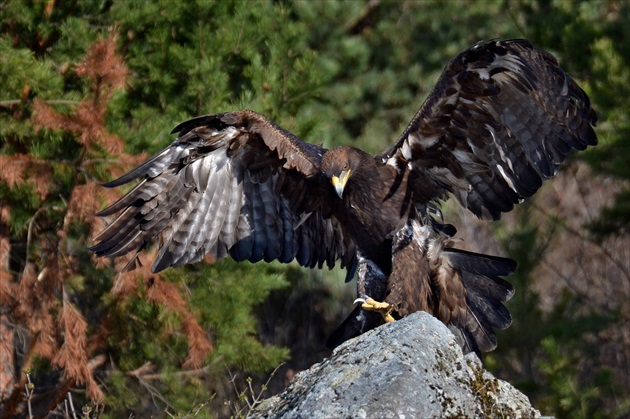 Orol skalný / stepný | Aquila chrysaetos / nipalensis