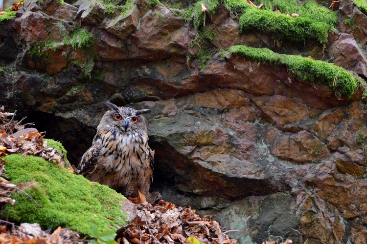 Výr skalný - Bubo bubo