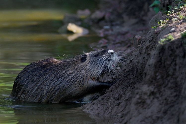 Nutria riečna