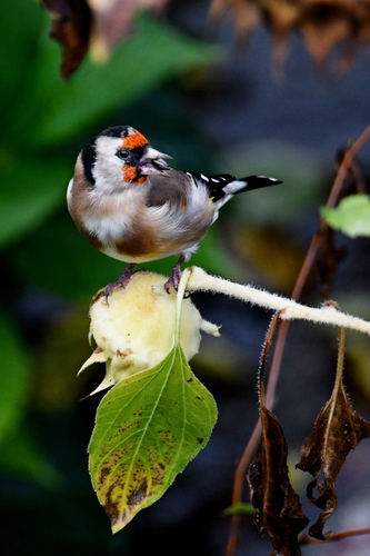 stehlík obyčajný  - Carduelis carduelis