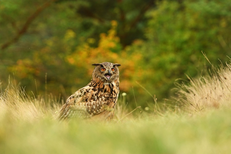 Výr skalný -(Bubo bubo)