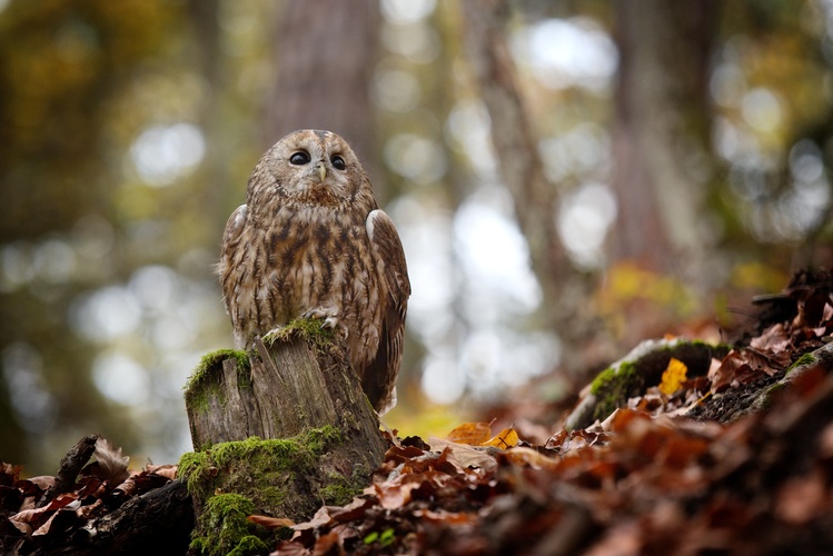 sova lesná - Strix aluco