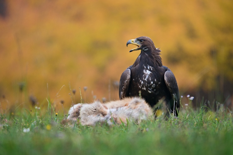 Orol skalný - Aquila chrysaetos