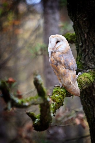 Plamienka driemavá - Tyto alba