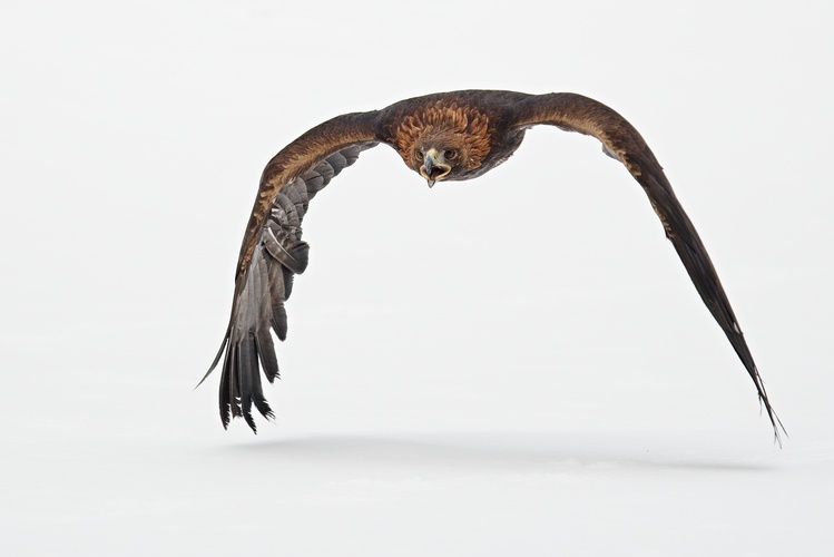 Orol skalný - Aquila chrysaetos
