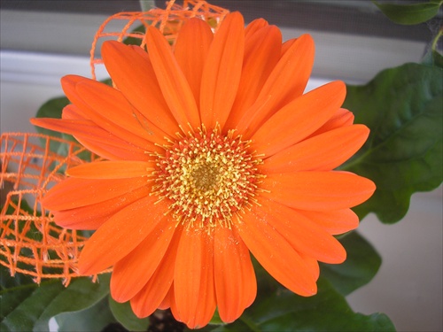 mini gerbera