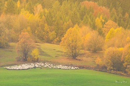 jesenná paša