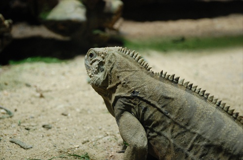 zoo Praha