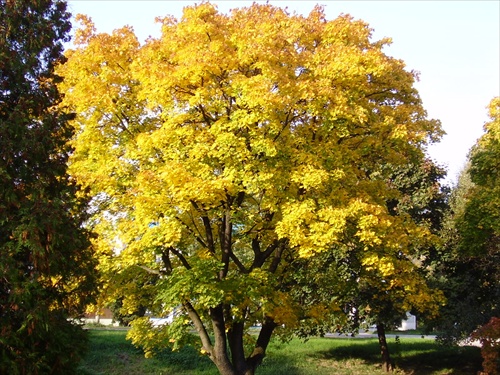 Zlatá jeseň