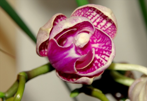 Orchidka 2