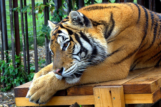 Tiger