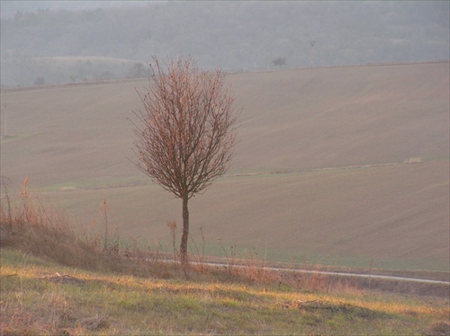 sám