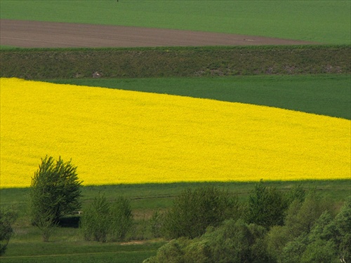 Zltý koberec