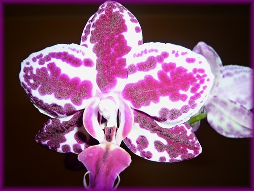 Orchidea