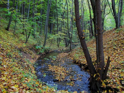 Lesný potok