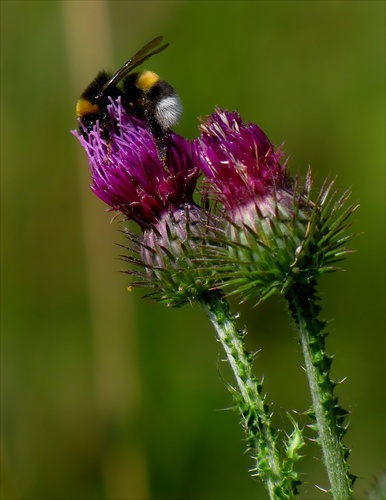 Pichliač a čmelko