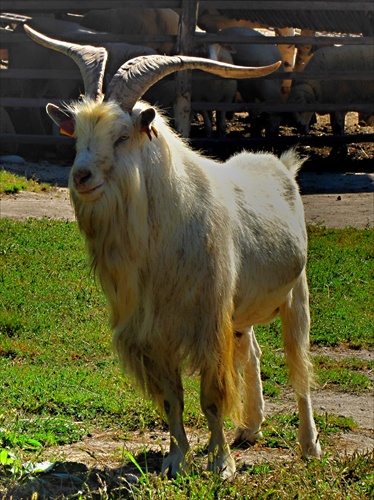 Velkopopovický kozel