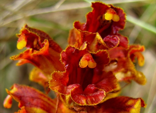 Orobanche sp.