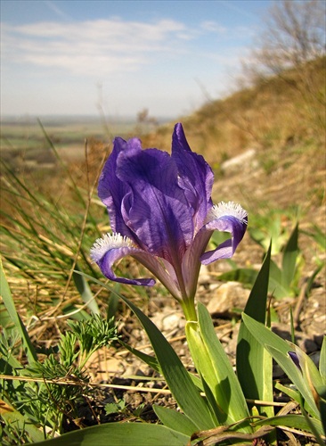 Prvé kosatce