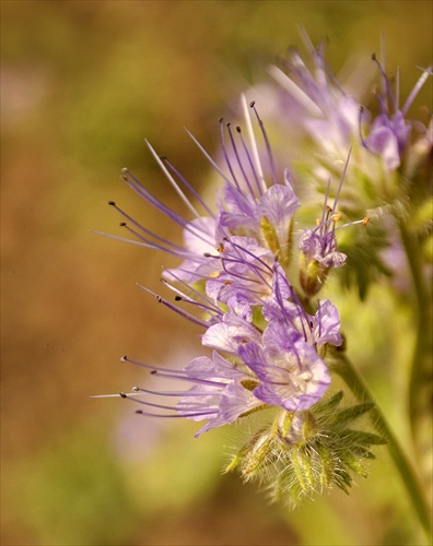 Fecelia vratičoliská (Phacelia tanacetifolia)