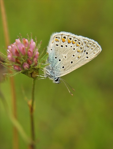 Ďatelina modráčiková