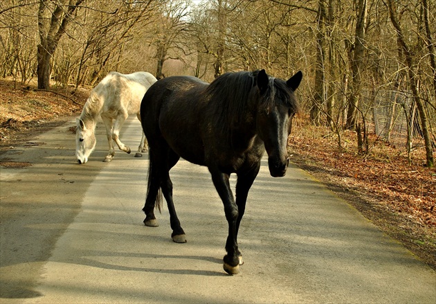 Pásla kone na betóne