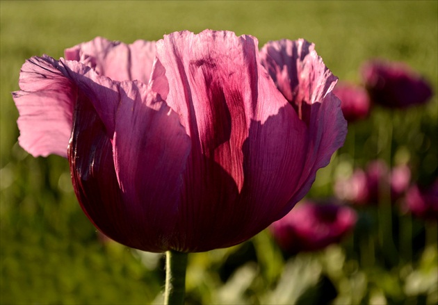 Opium poppy