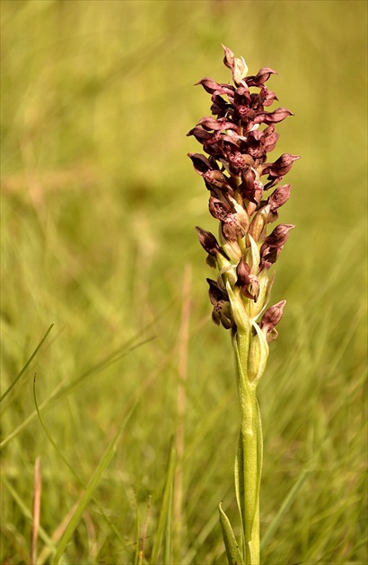 Anacamptis coriophora