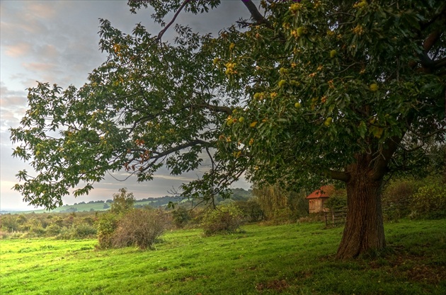 Domek pod gaštanom