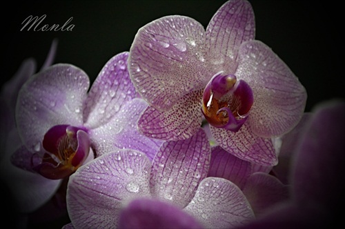 orchidea