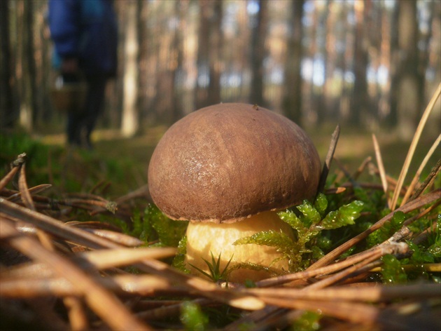 suchohríb hnedý