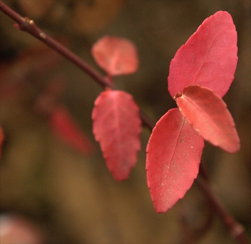 Little bit of pink