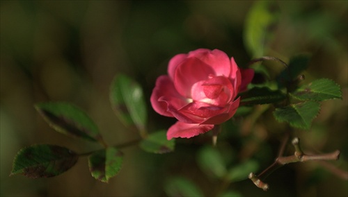 Where the wild roses grow...