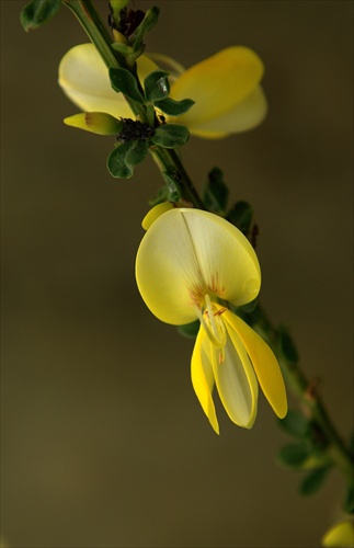 In yellow