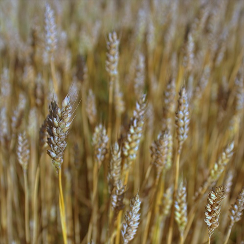 Fields of gold