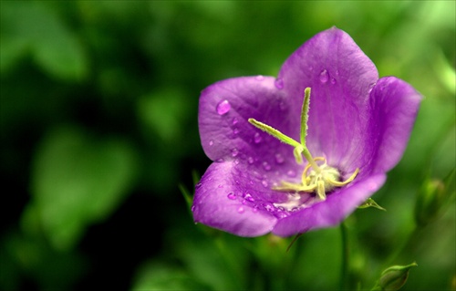 Flower´s tears