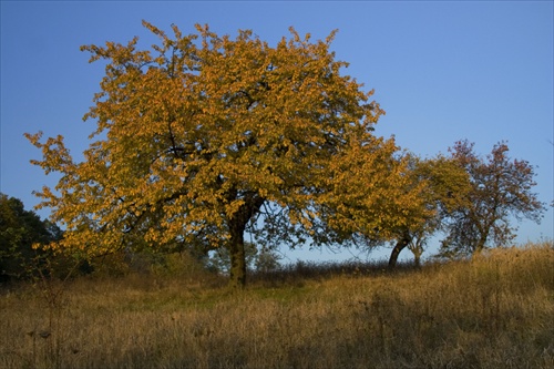 Cherry tree