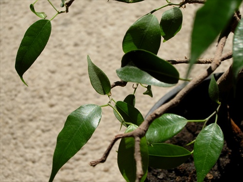 Ficus benjamina