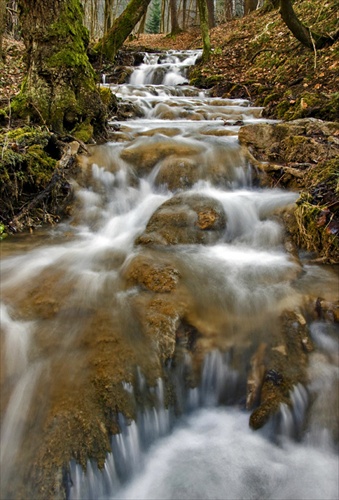 lesná riava