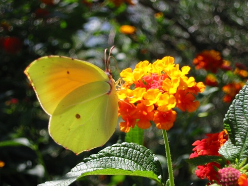 Moj najmilsi motyl