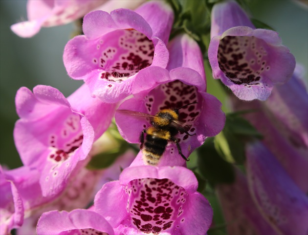 Digitalis a čmeliak