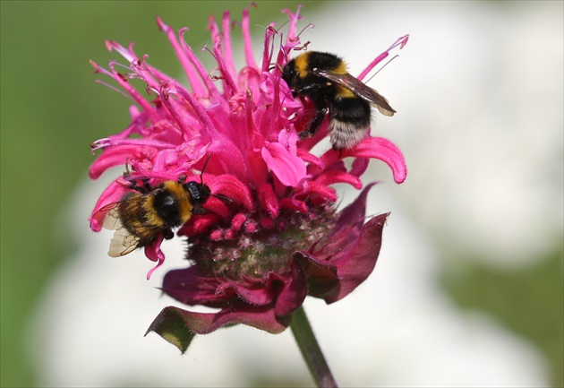 Monarda im chutí