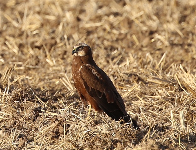 Kaňa močiarna ♀