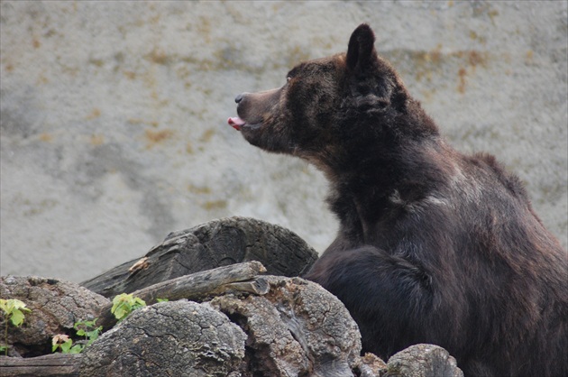 Maco ZOO Bojnice